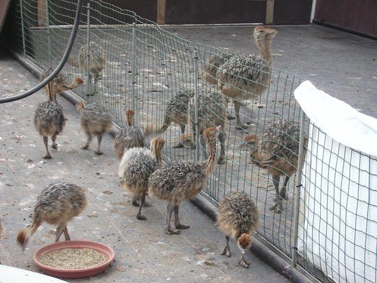 L'Autrucherie du Pont d'Amour